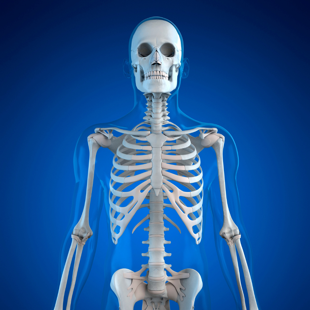 BPJEPS quiz anatomie