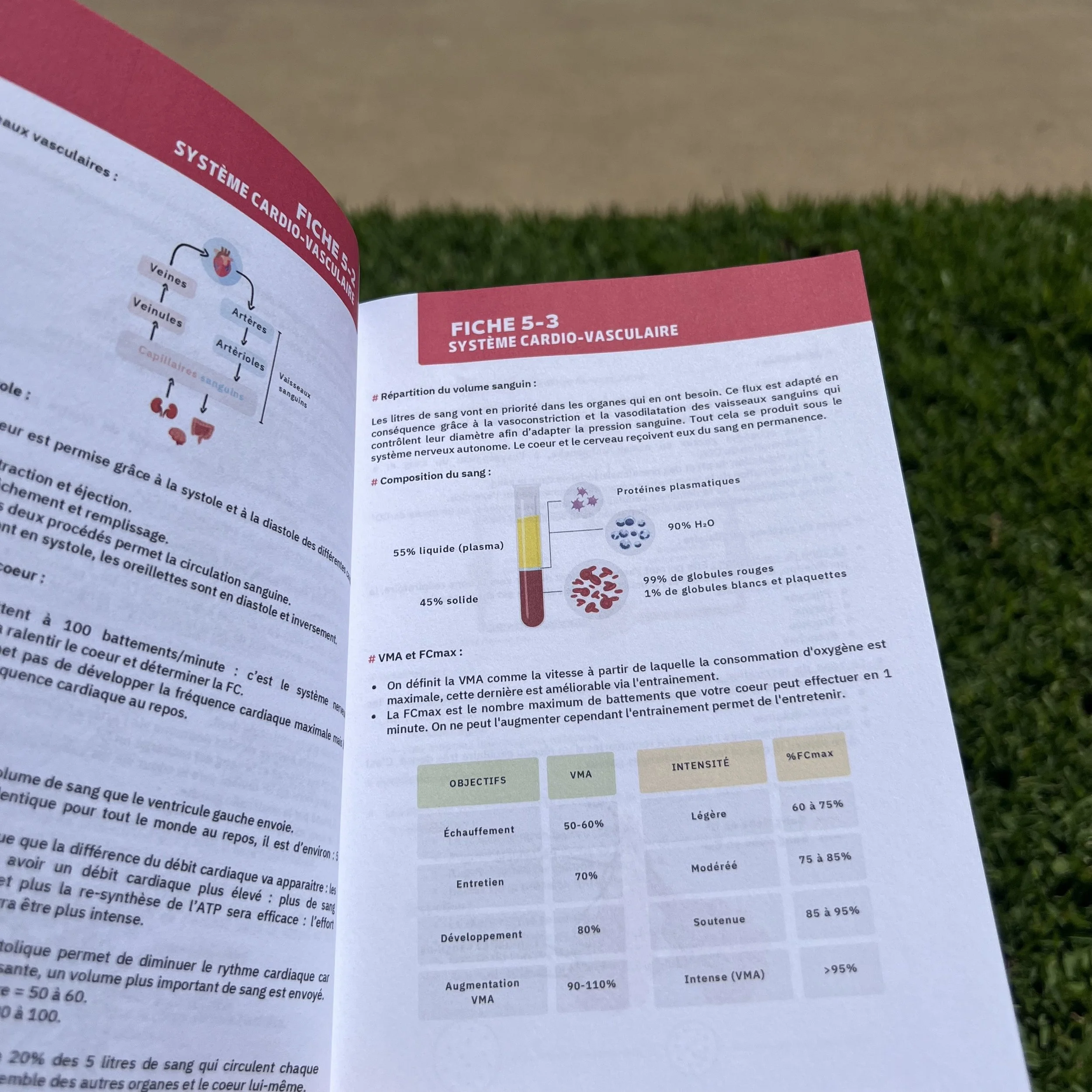 Physiologie cycle de Krebs BPJEPS