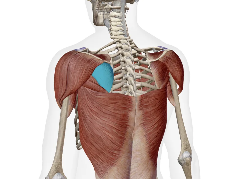 Flashcard FlashAnatomy : un muscle de l'épaule surligné, vue de dos